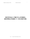 SISTEMAS CIRCULATORIO, RESPIRATORIO Y EXCRETOR