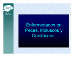 Enfermedades en Peces, Moluscos y Crustáceos.