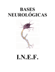 BASES NEUROLGICAS