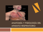 Ventilación pulmonar - quimrafaelhernandez