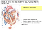 ventrículo