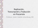 Replicación, Transcripción y Traducción en Procariota