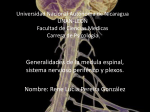 Nervios mixtos - biosicologia2011