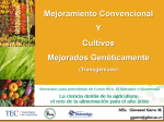 Mejoramiento Convencional Y Cultivos Mejorados Genéticamente